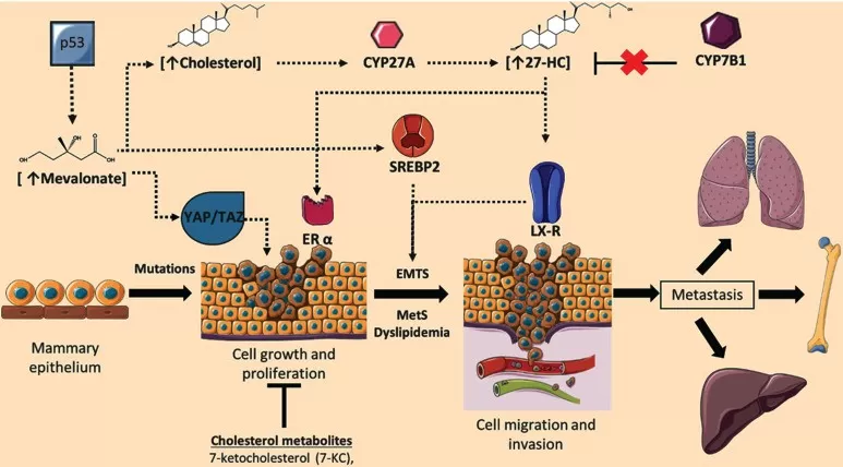 Mechanistic Role of 27-Hydroxycholesterol in ER+ Breast Cancer Progression